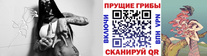 как найти наркотики  Сусуман  blacksprut ссылки  Псилоцибиновые грибы Cubensis 